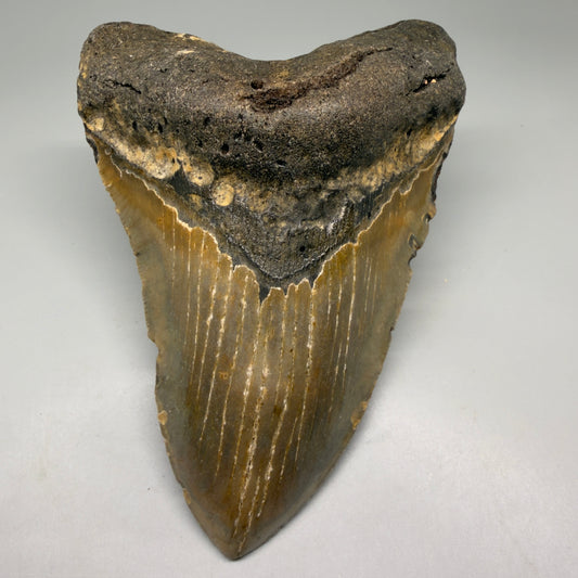 Front View Colorful 5.38" Authentic Megalodon Tooth – North Carolina Fossil | Carcharocles megalodon CM6141