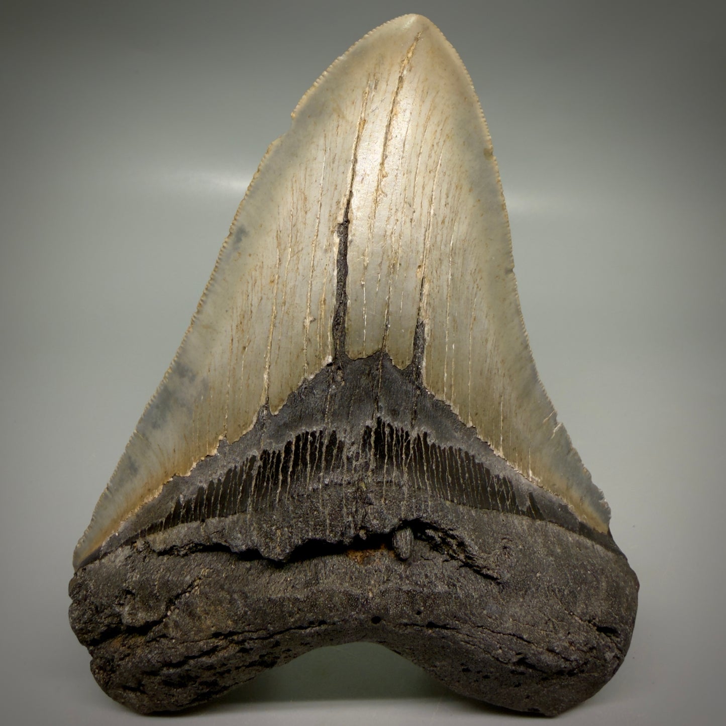 Front View Colorful 5.43" Authentic Megalodon Tooth – North Carolina Fossil | Carcharocles megalodon CM6165