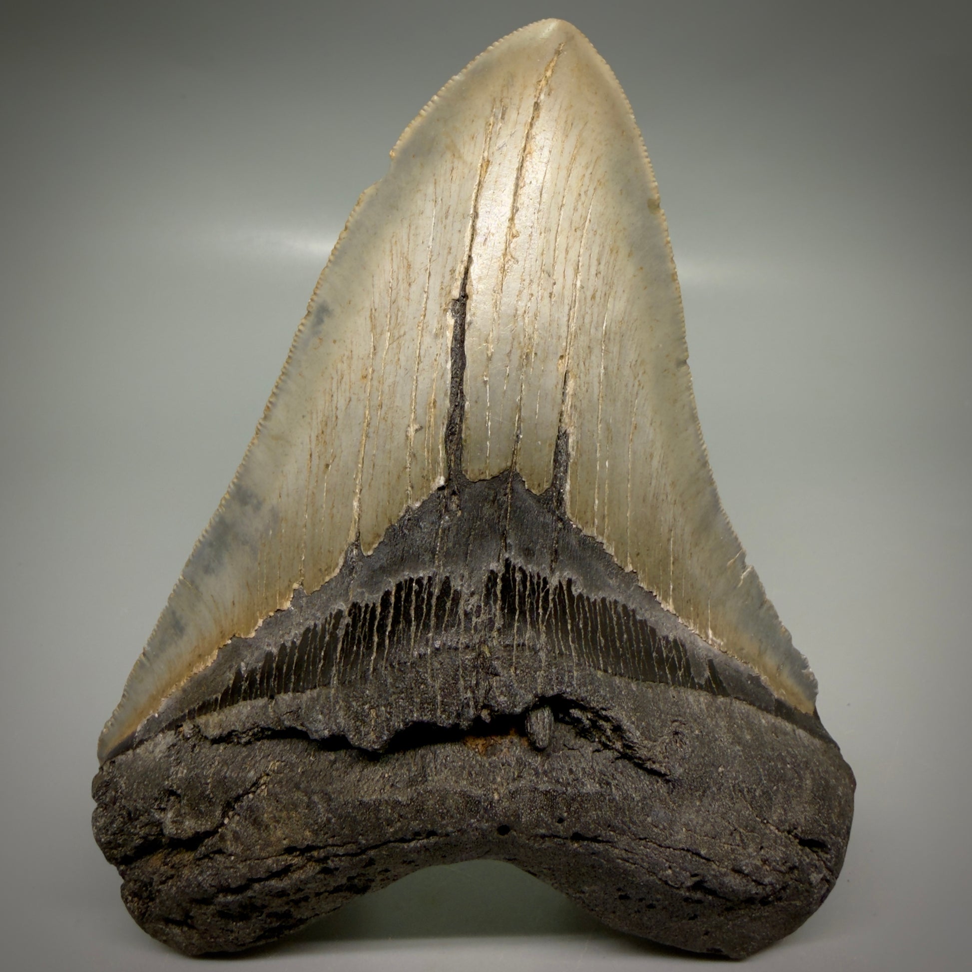 Front View Colorful 5.43" Authentic Megalodon Tooth – North Carolina Fossil | Carcharocles megalodon CM6165