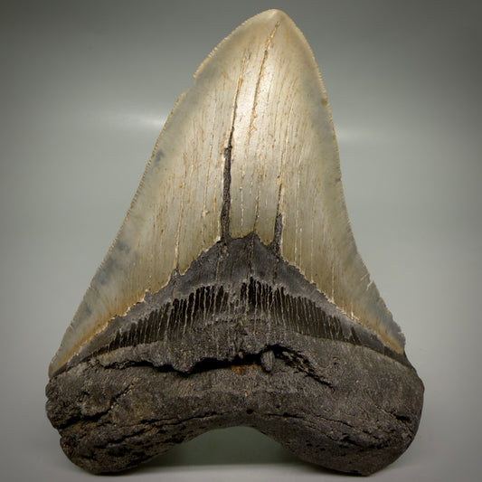 Front View Colorful 5.43" Authentic Megalodon Tooth – North Carolina Fossil | Carcharocles megalodon CM6165
