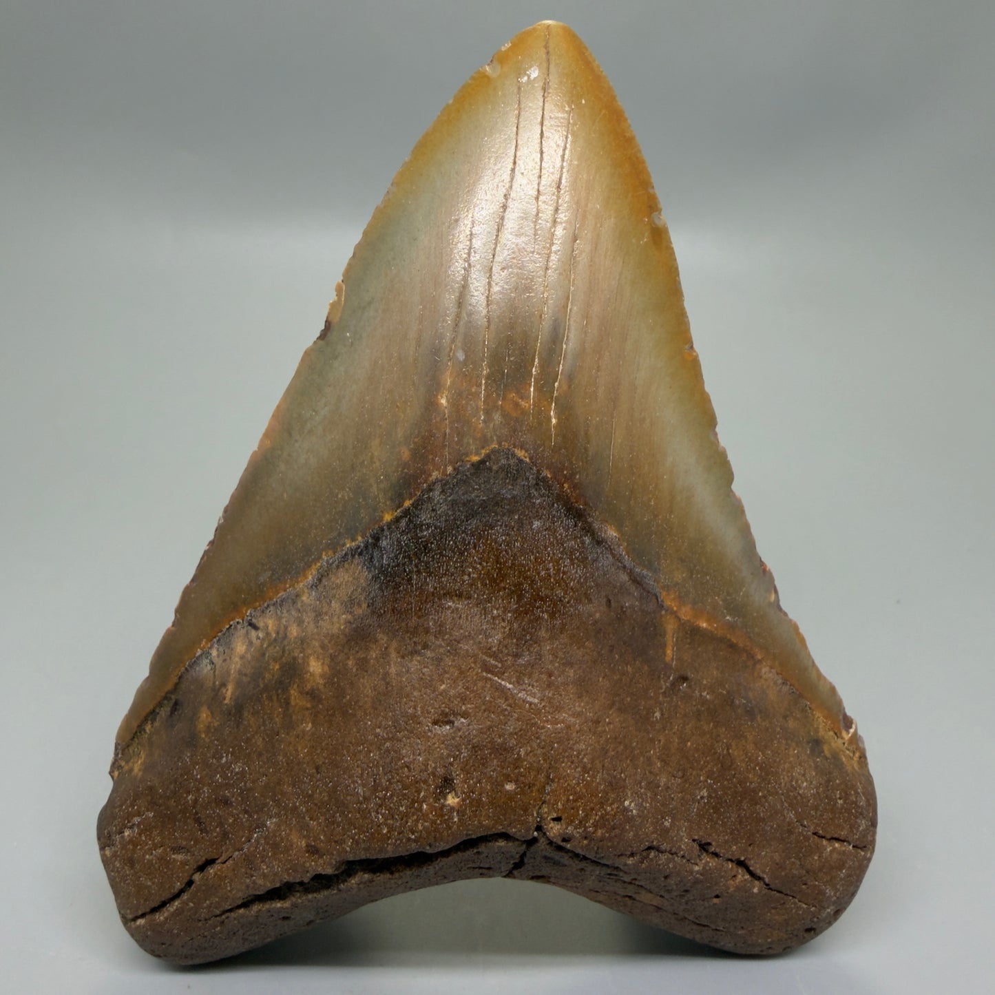 Front View Colorful 5.46" Authentic Megalodon Tooth – North Carolina Fossil | Carcharocles megalodon CM6321