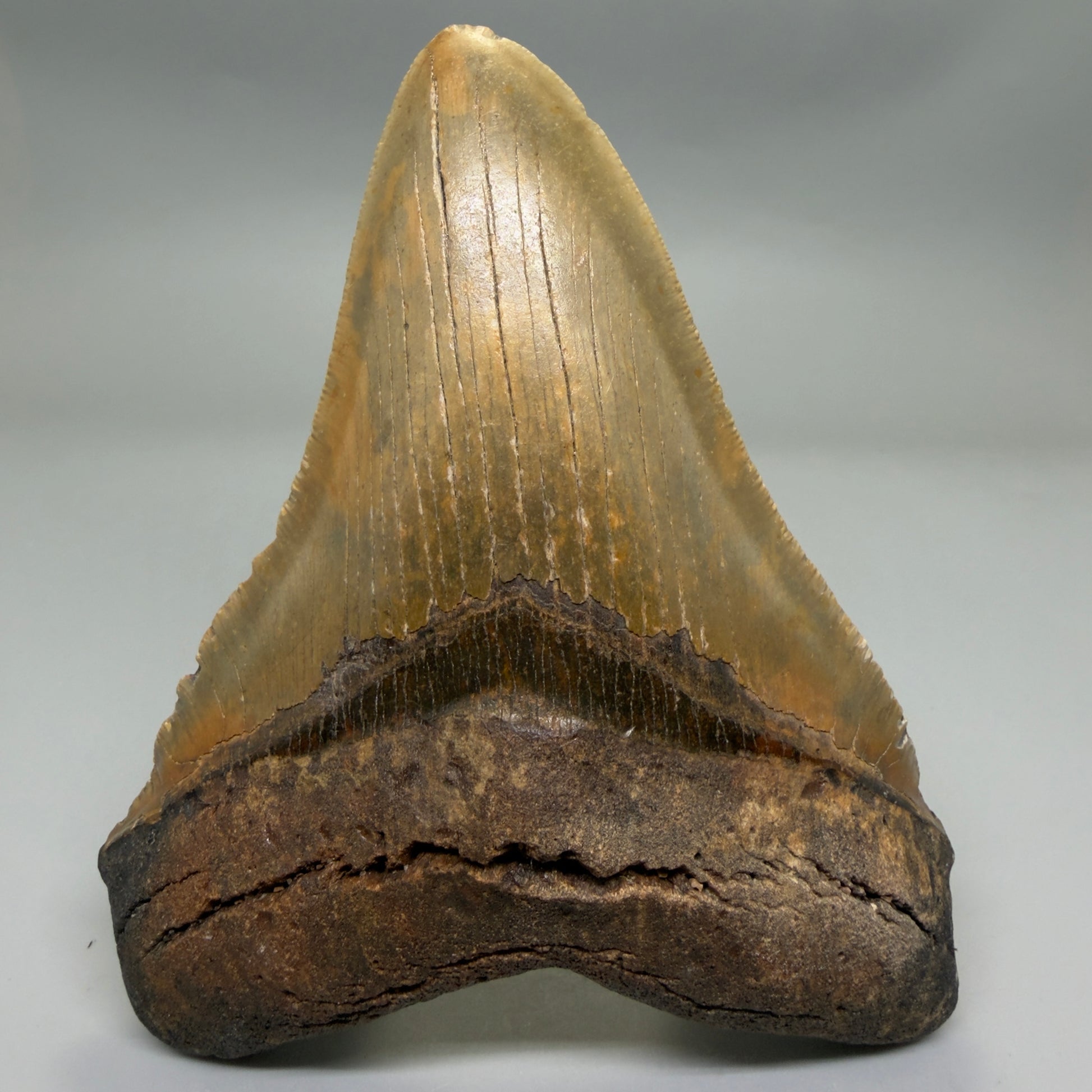 Front View Colorful 5.48" Authentic Megalodon Tooth – North Carolina Fossil | Carcharocles megalodon CM6323