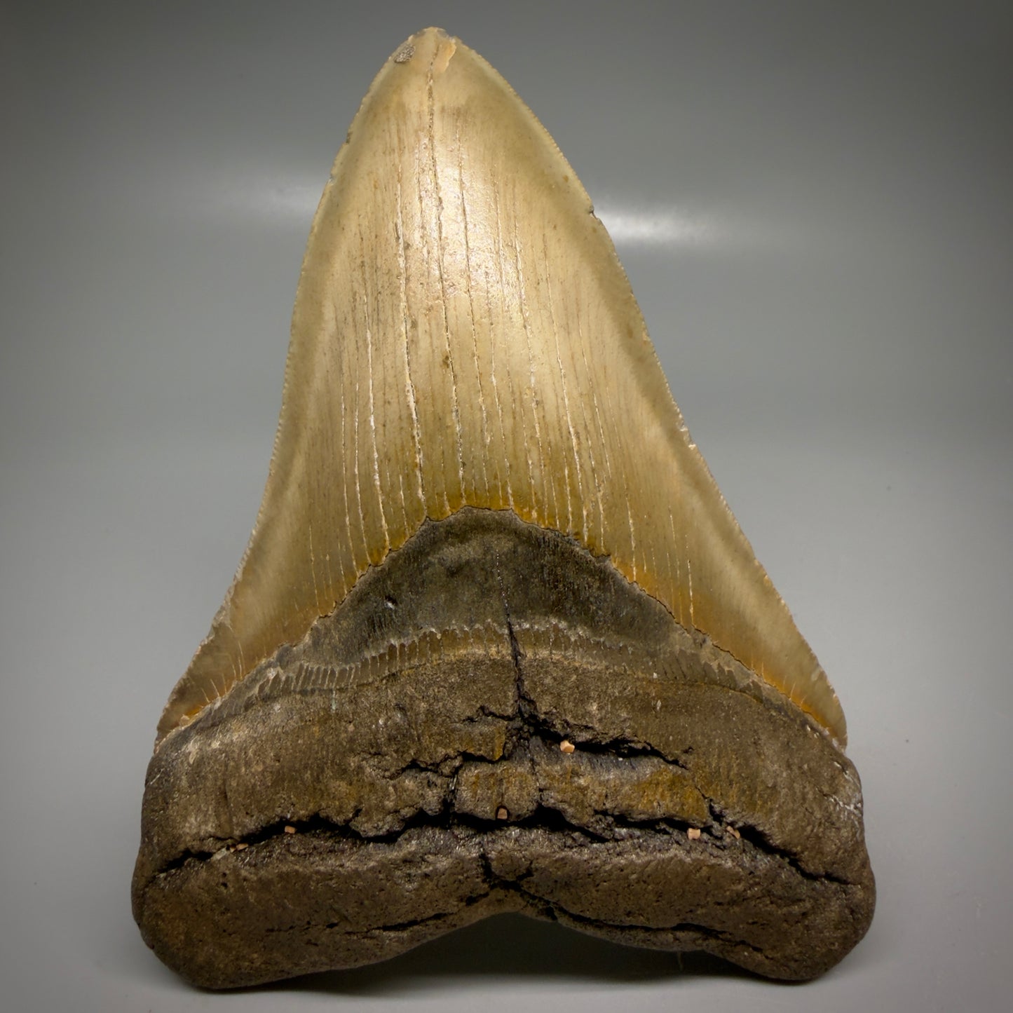 Front View Colorful 5.51" Authentic Megalodon Tooth – North Carolina Fossil | Carcharocles megalodon CM6166