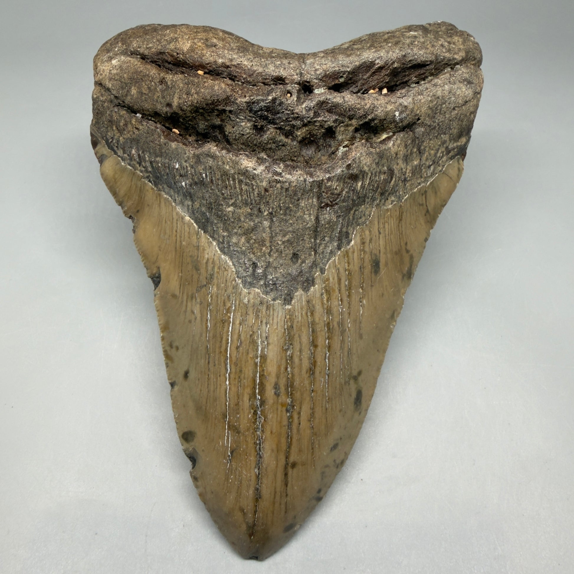 Front View Colorful 5.57" Authentic Megalodon Tooth – North Carolina Fossil | Carcharocles megalodon CM6456 - 1