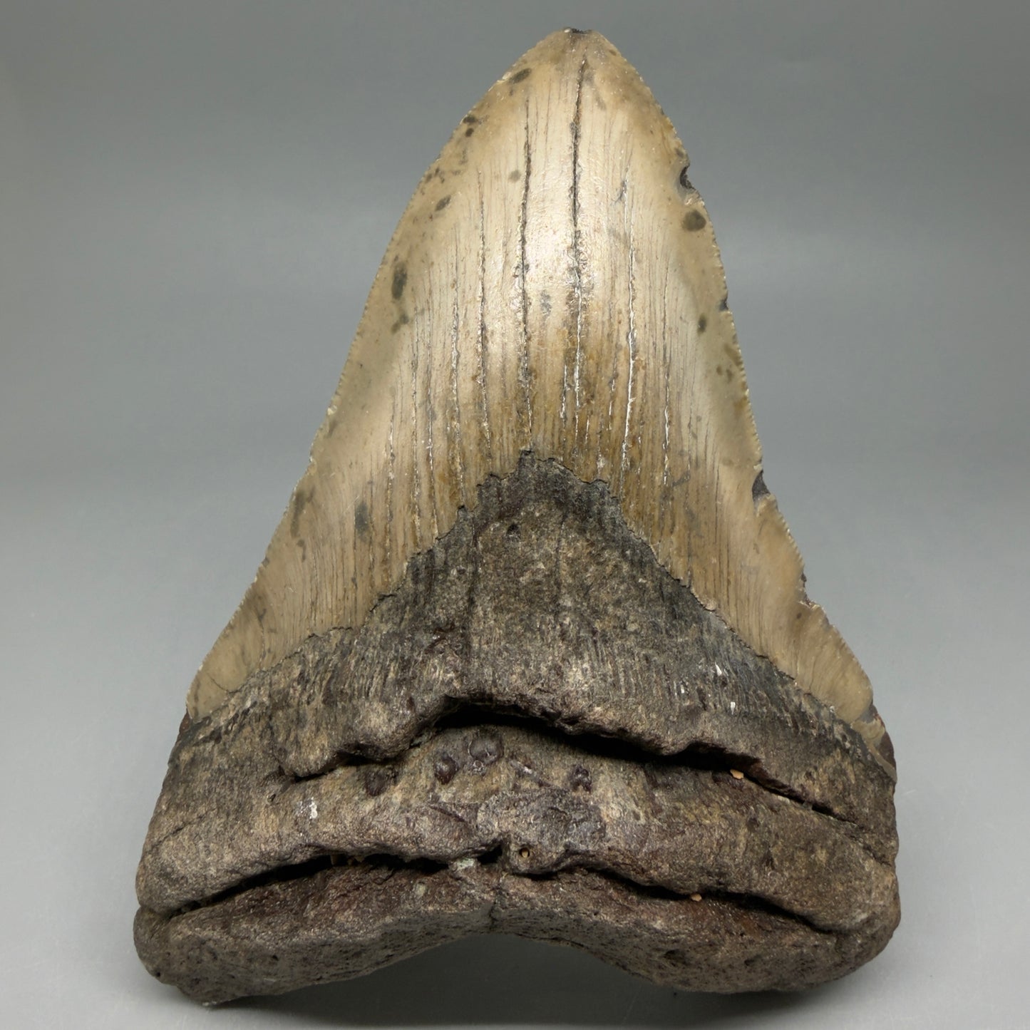 Front View Colorful 5.57" Authentic Megalodon Tooth – North Carolina Fossil | Carcharocles megalodon CM6456
