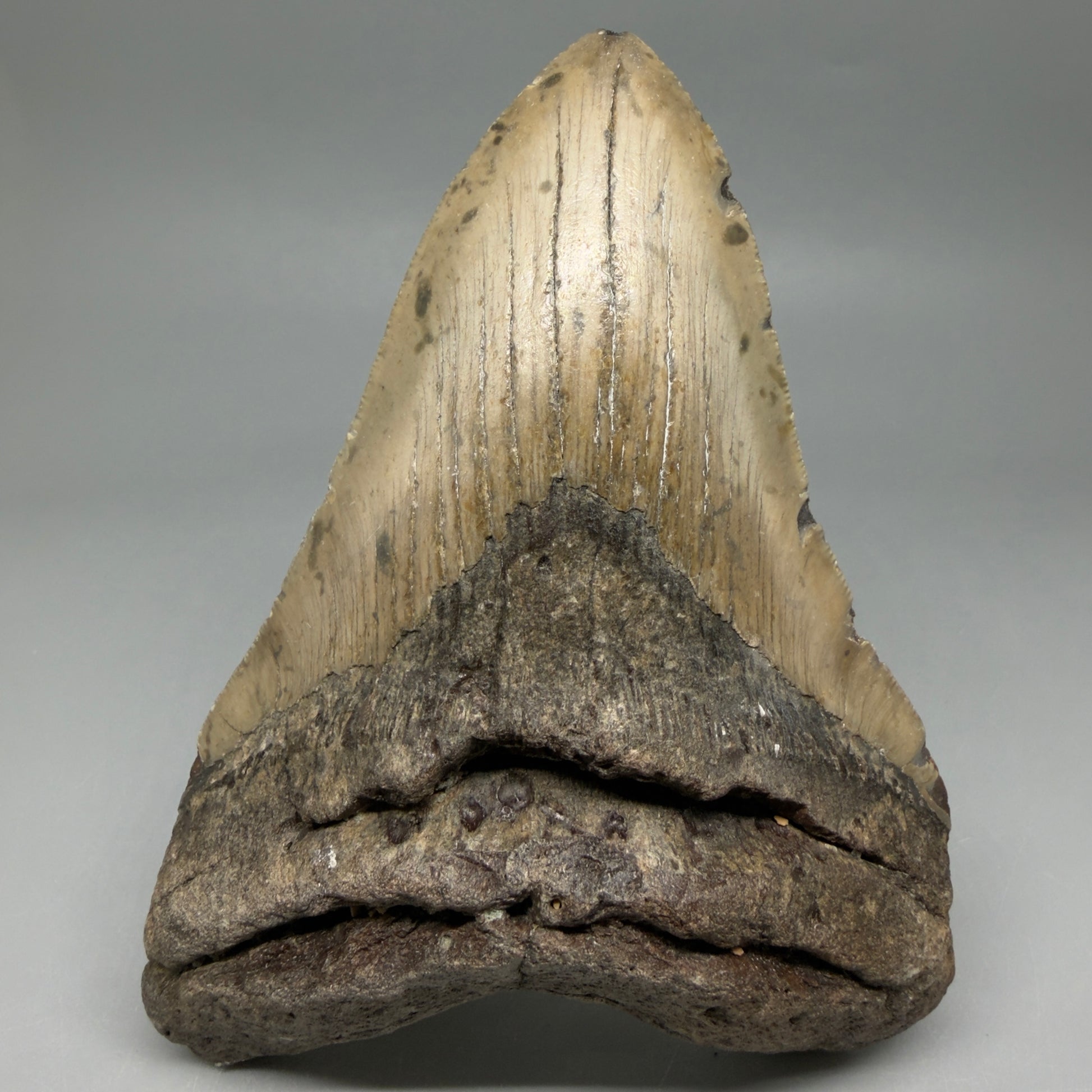 Front View Colorful 5.57" Authentic Megalodon Tooth – North Carolina Fossil | Carcharocles megalodon CM6456