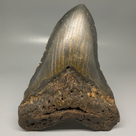 Front View Colorful 5.65" Authentic Megalodon Tooth – North Carolina Fossil | Carcharocles megalodon CM6147