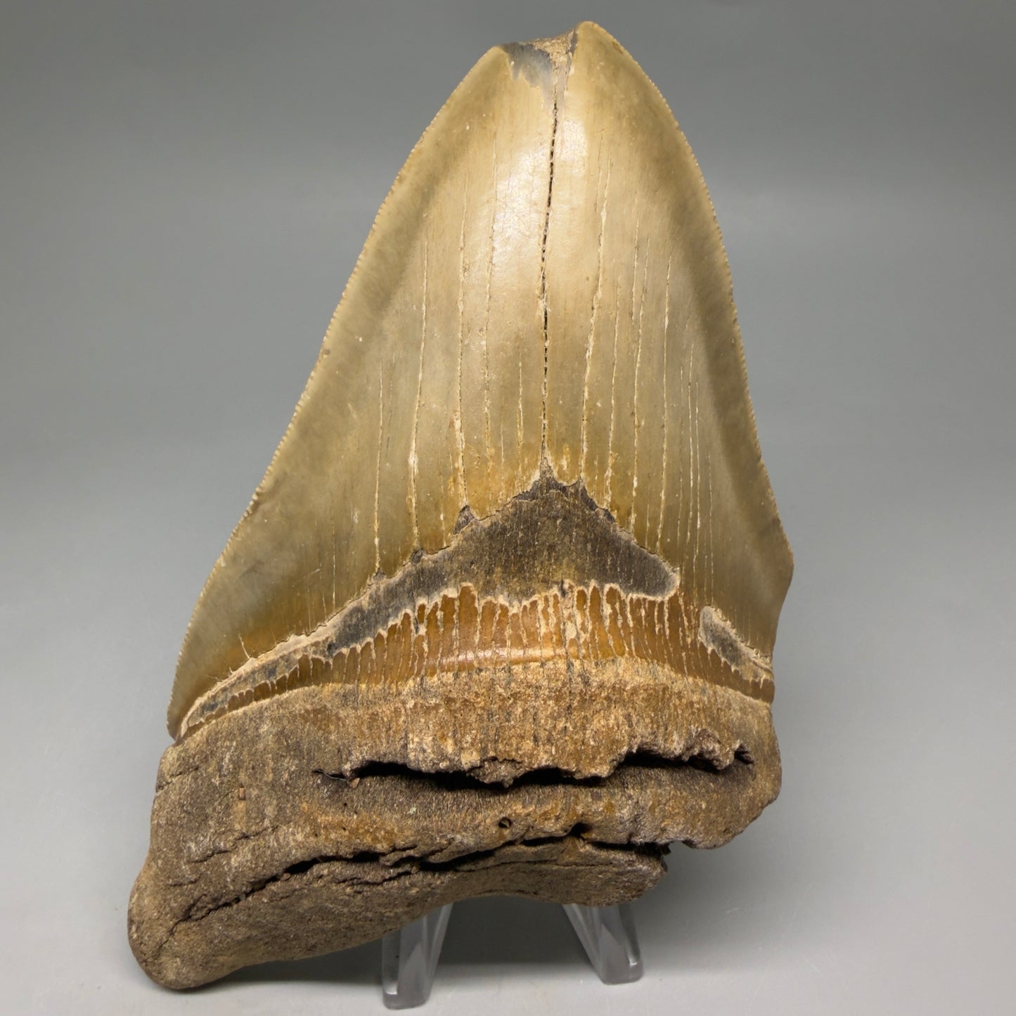 Front View Colorful 5.70" Authentic Megalodon Tooth – North Carolina Fossil | Carcharocles megalodon CM6582