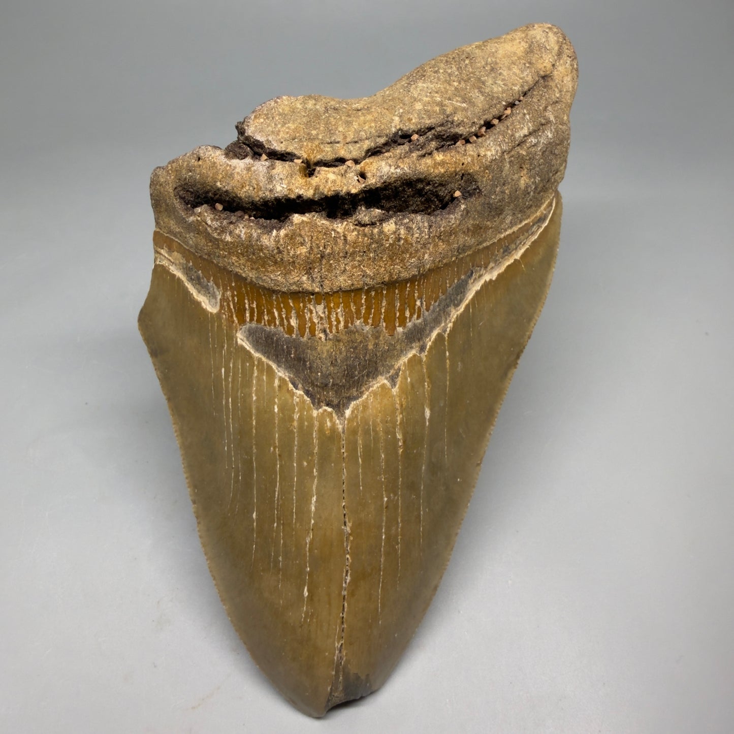 Front View Colorful 5.70" Authentic Megalodon Tooth – North Carolina Fossil | Carcharocles megalodon CM6582 - 1