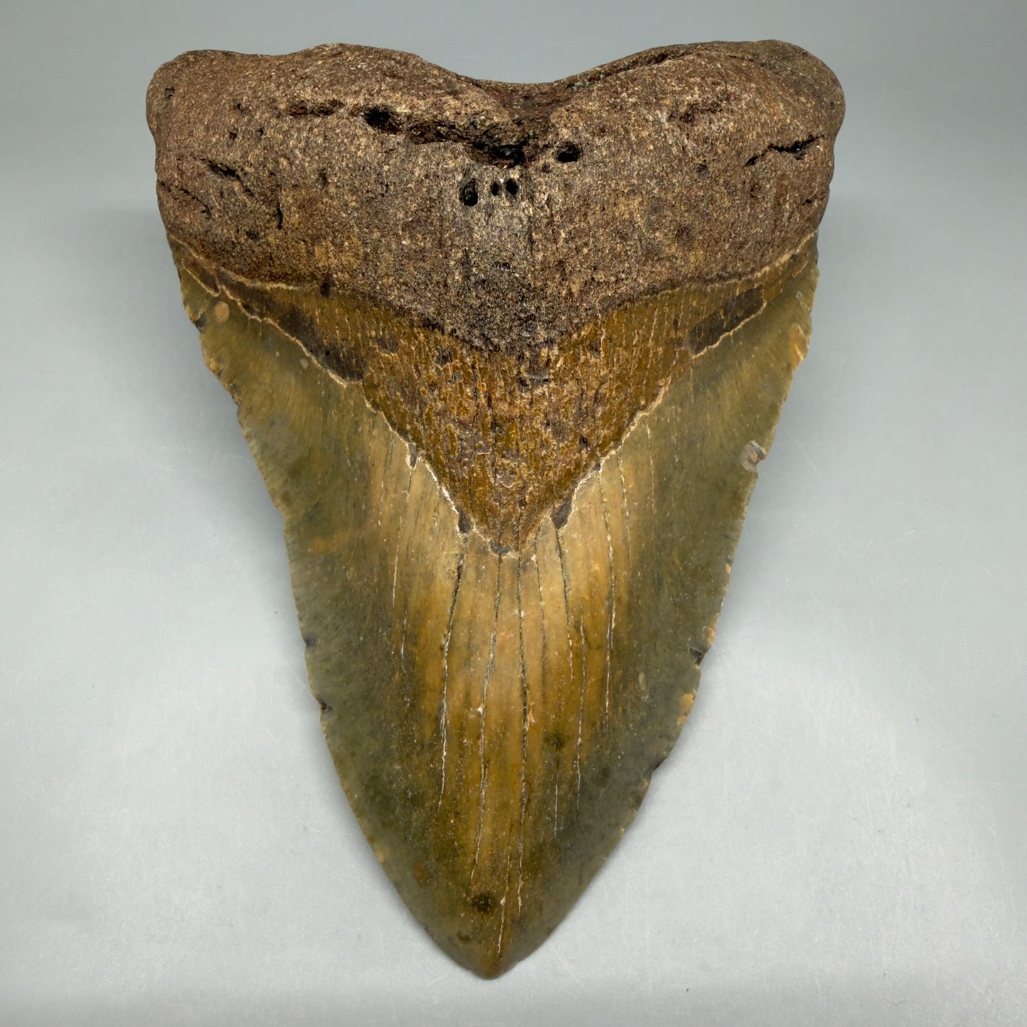 Front View Colorful 5.79" Authentic Megalodon Tooth – North Carolina Fossil | Carcharocles megalodon CM6457 - 1