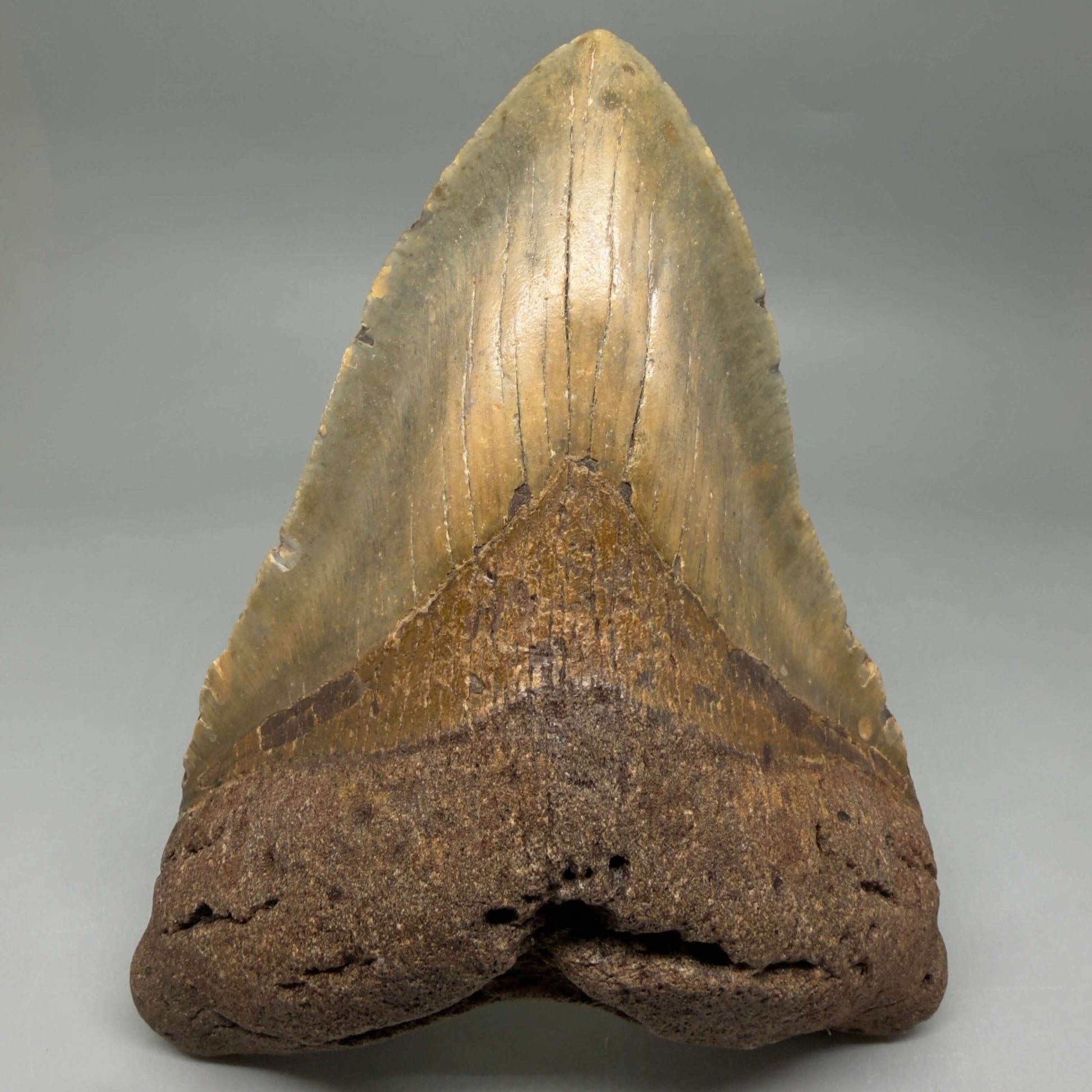 Front View Colorful 5.79" Authentic Megalodon Tooth – North Carolina Fossil | Carcharocles megalodon CM6457