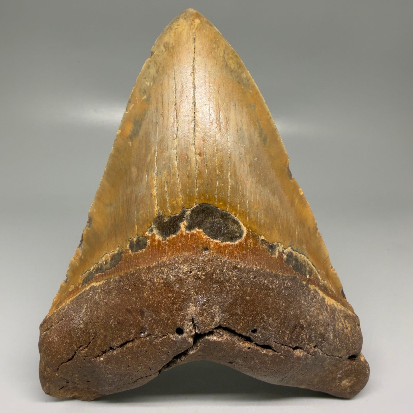 Front View Colorful 5.81" Authentic Megalodon Tooth – North Carolina Fossil | Carcharocles megalodon CM6150