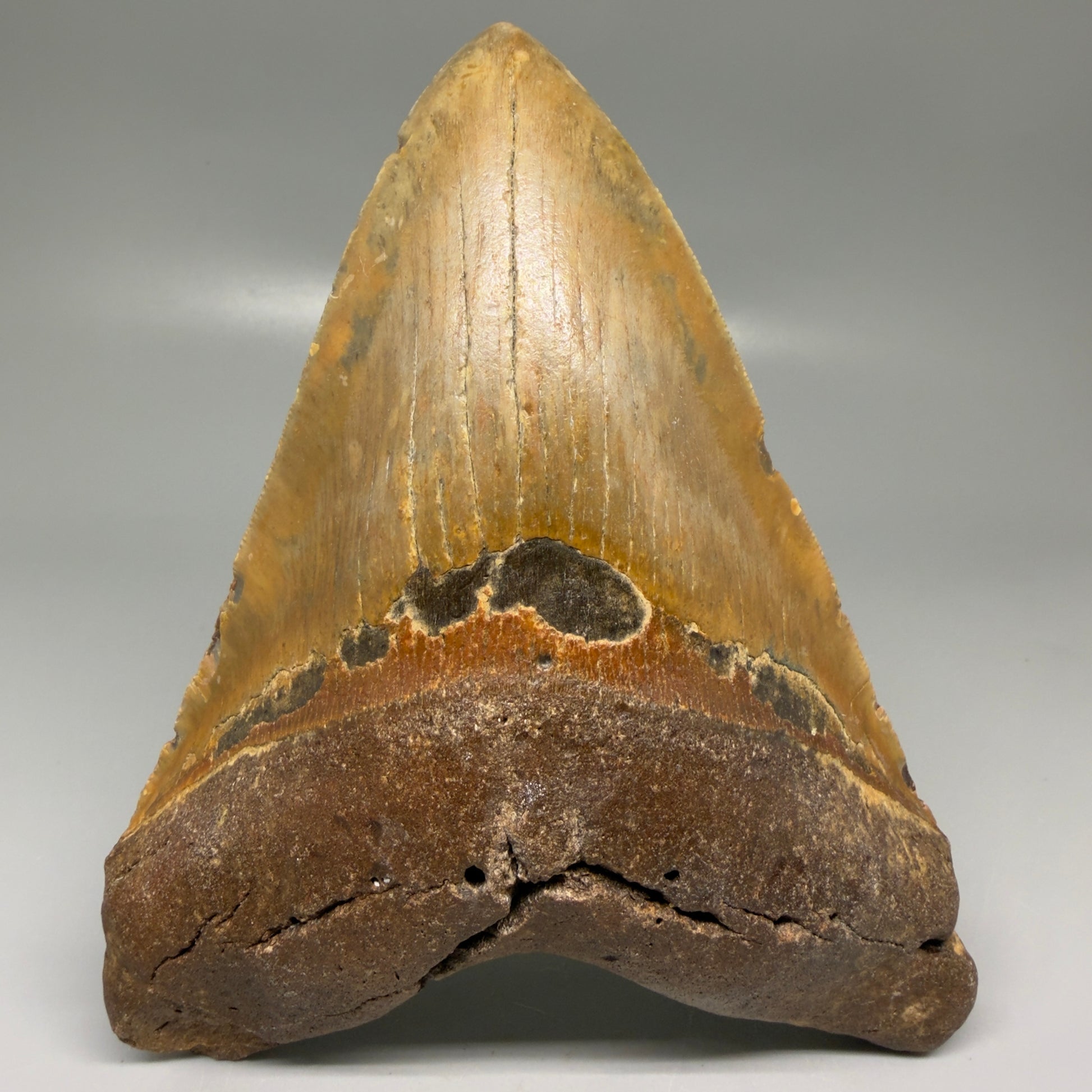 Front View Colorful 5.81" Authentic Megalodon Tooth – North Carolina Fossil | Carcharocles megalodon CM6150
