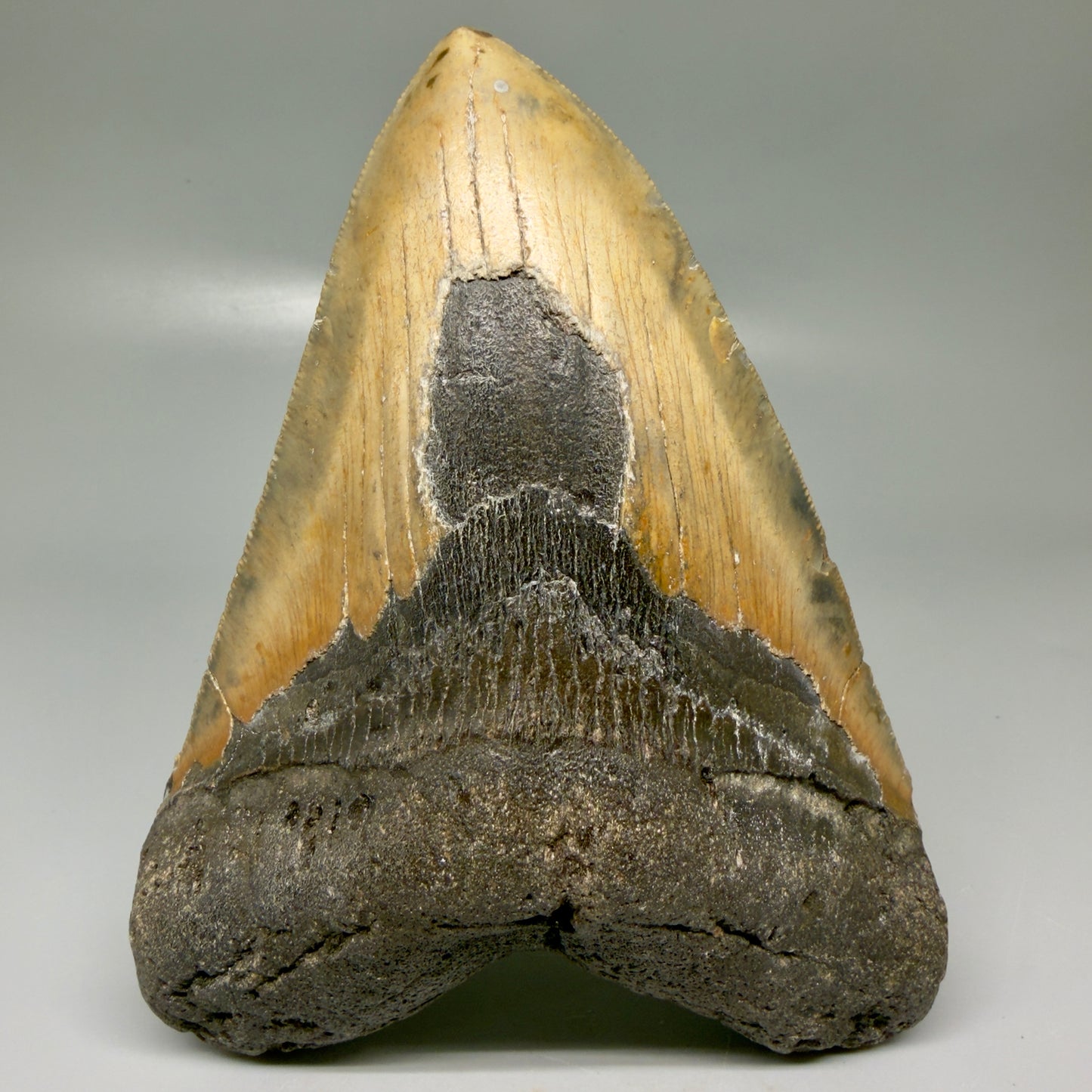 Front View Colorful 5.92" Authentic Megalodon Tooth – North Carolina Fossil | Carcharocles megalodon CM6148