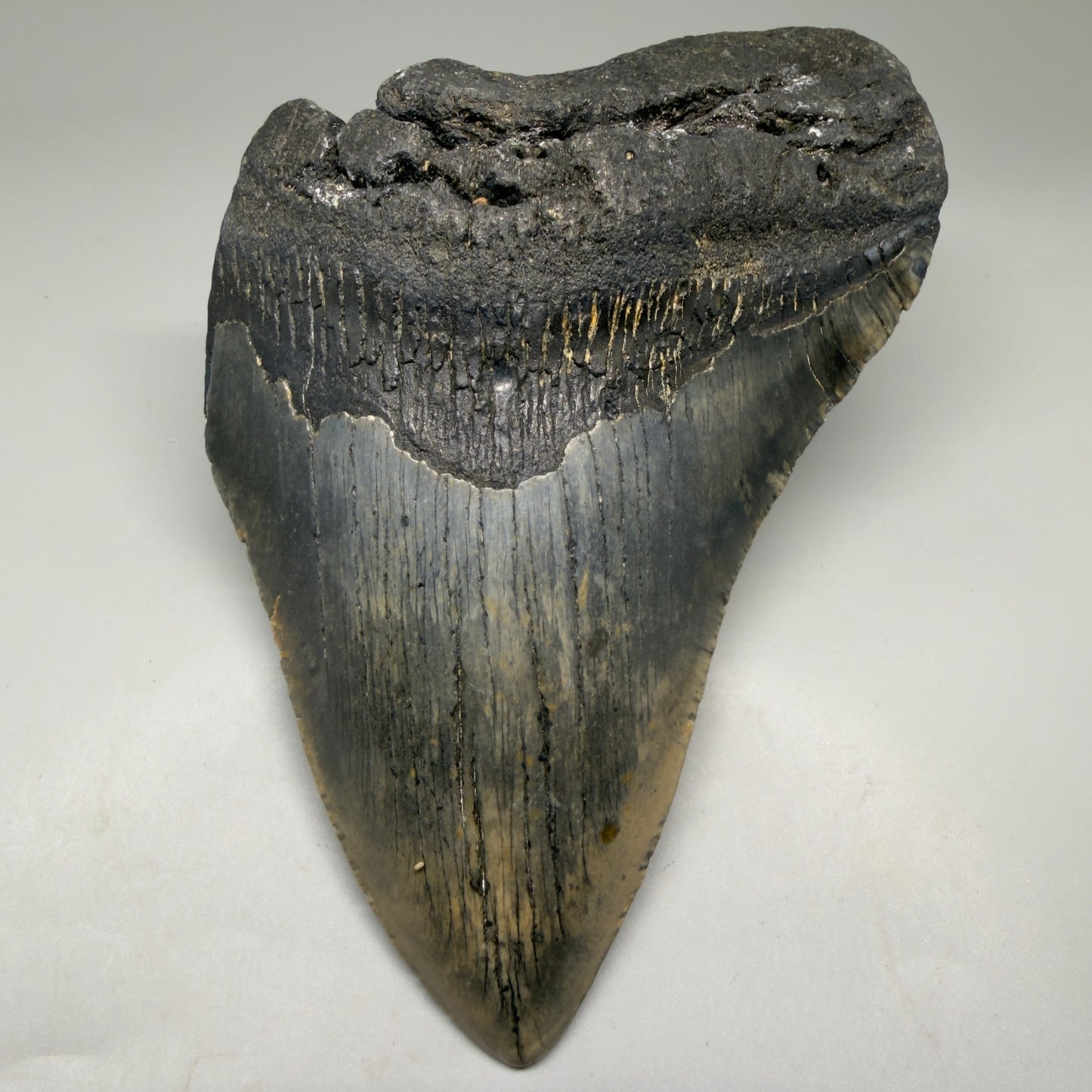 Front View Colorful 5.92" Authentic Megalodon Tooth – North Carolina Fossil | Carcharocles megalodon CM6149
