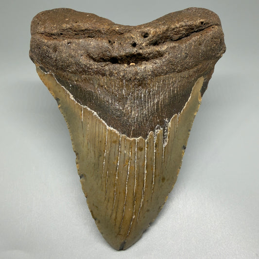 Front View Colorful Large 5.16" Fossil Megalodon Tooth - Wilmington North Carolina CM5480 