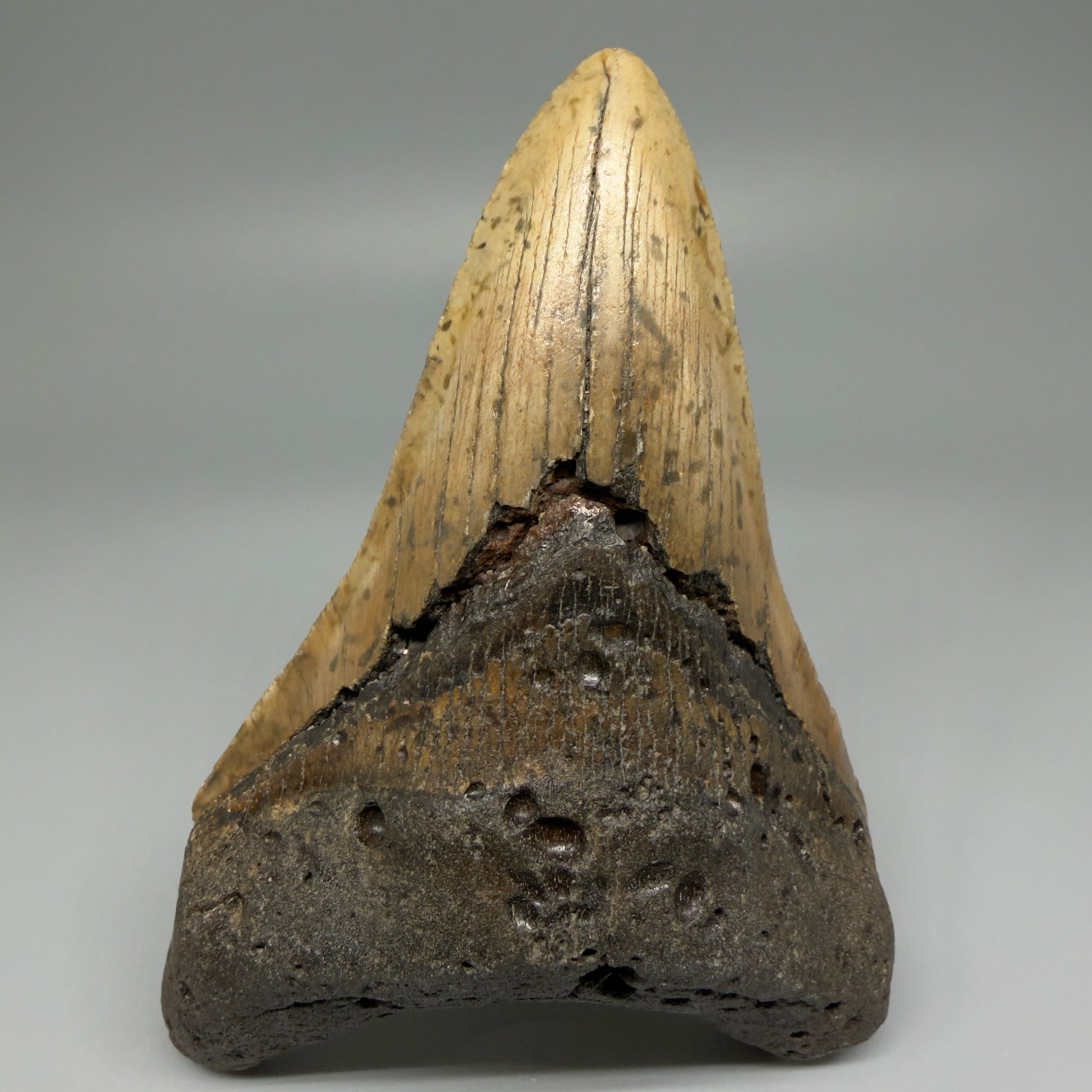 Front View Colorful Large Lower 5.02" Fossil Megalodon Tooth - Wilmington North Carolina CM5477 