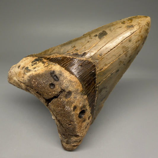 Front View Colorful Large Lower 5.04" Fossil Megalodon Tooth - Wilmington North Carolina CM5674 