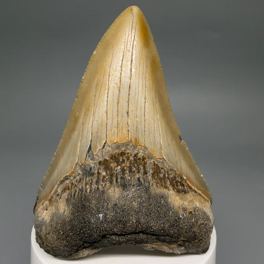 Front View Colorful Lower 3.27" Fossil Megalodon Tooth from North Carolina - megalodonteeth.com CM6500