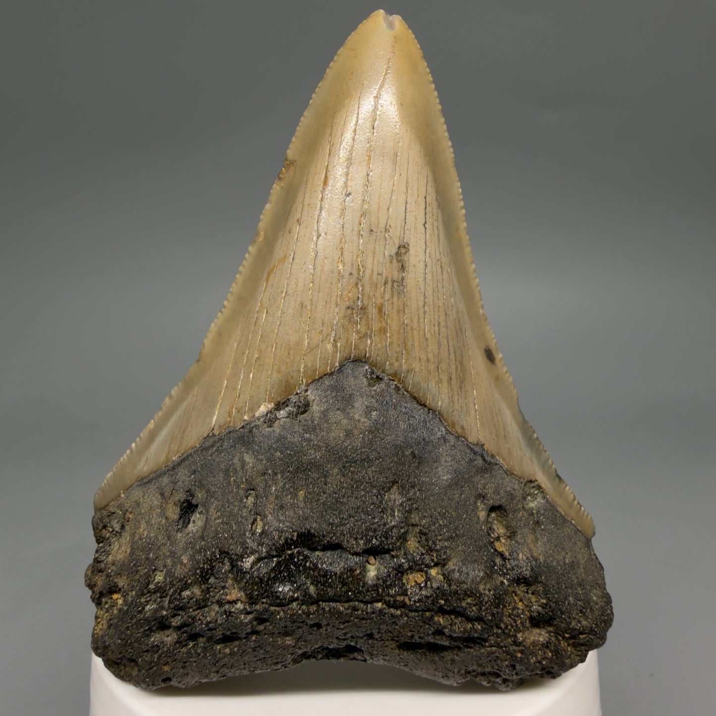 Front View Colorful Lower 3.32" Fossil Megalodon Tooth from North Carolina - megalodonteeth.com CM6577