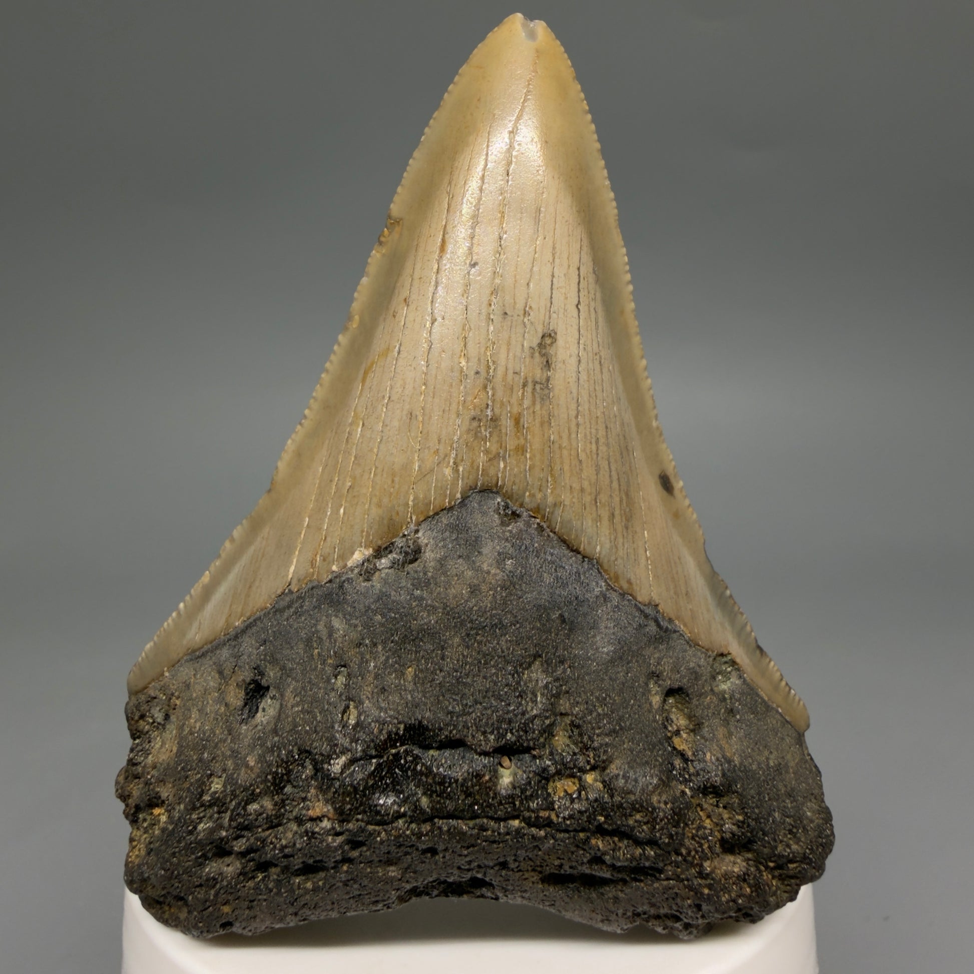 Front View Colorful Lower 3.32" Fossil Megalodon Tooth from North Carolina - megalodonteeth.com CM6577
