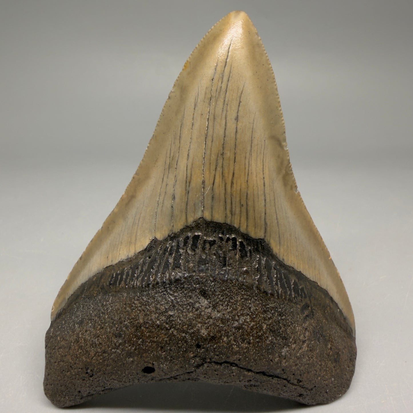Front View Colorful Lower 3.70" Fossil Megalodon Tooth from North Carolina - megalodonteeth.com CM6502