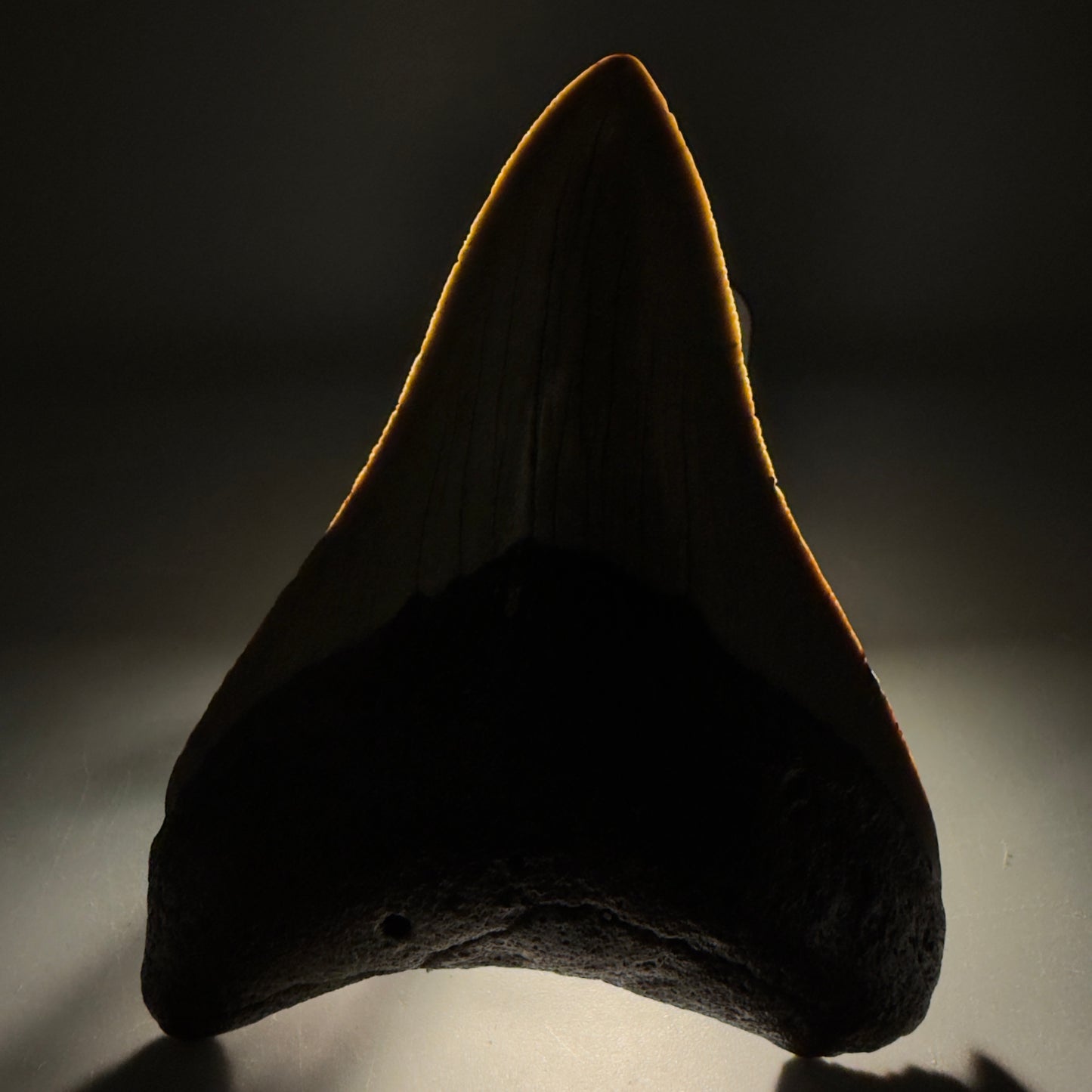 Front View Colorful Lower 3.70" Fossil Megalodon Tooth from North Carolina - megalodonteeth.com CM6502 - 1