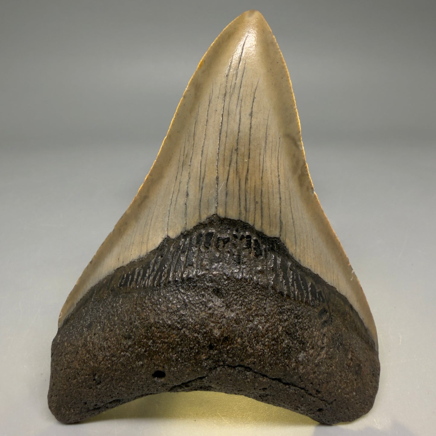 Front View Colorful Lower 3.70" Fossil Megalodon Tooth from North Carolina - megalodonteeth.com CM6502 - 2