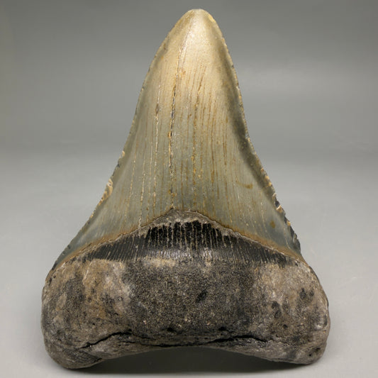 Front View Colorful Lower 4.41" Authentic Megalodon Tooth – North Carolina Fossil | Carcharocles megalodon megalodonteeth.com CM6655