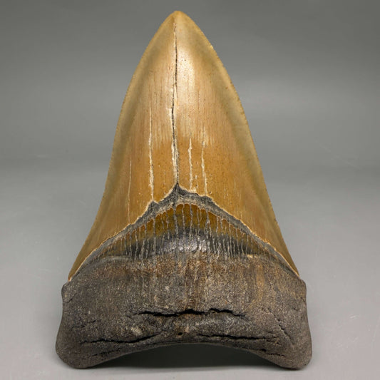 Front View Colorful Lower 4.67" Authentic Megalodon Tooth – North Carolina Fossil | Carcharocles megalodon megalodonteeth.com CM6658