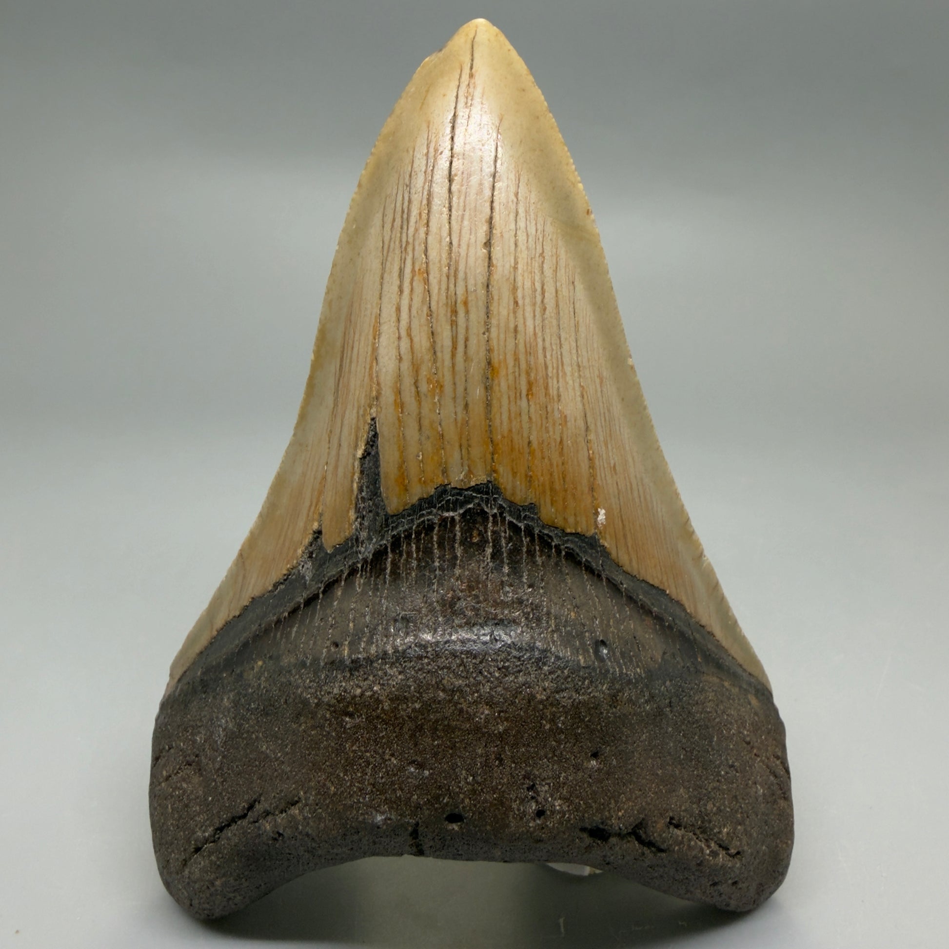Front View Colorful Lower 4.74" Authentic Megalodon Tooth – North Carolina Fossil | Carcharocles megalodon CM6233