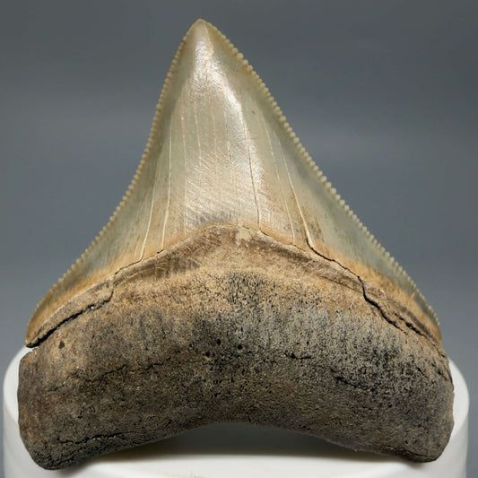 Front View Colorful, Sharply serrated 2.05" Fossil Megalodon Tooth – South Carolina River Find | Authentic CM6441