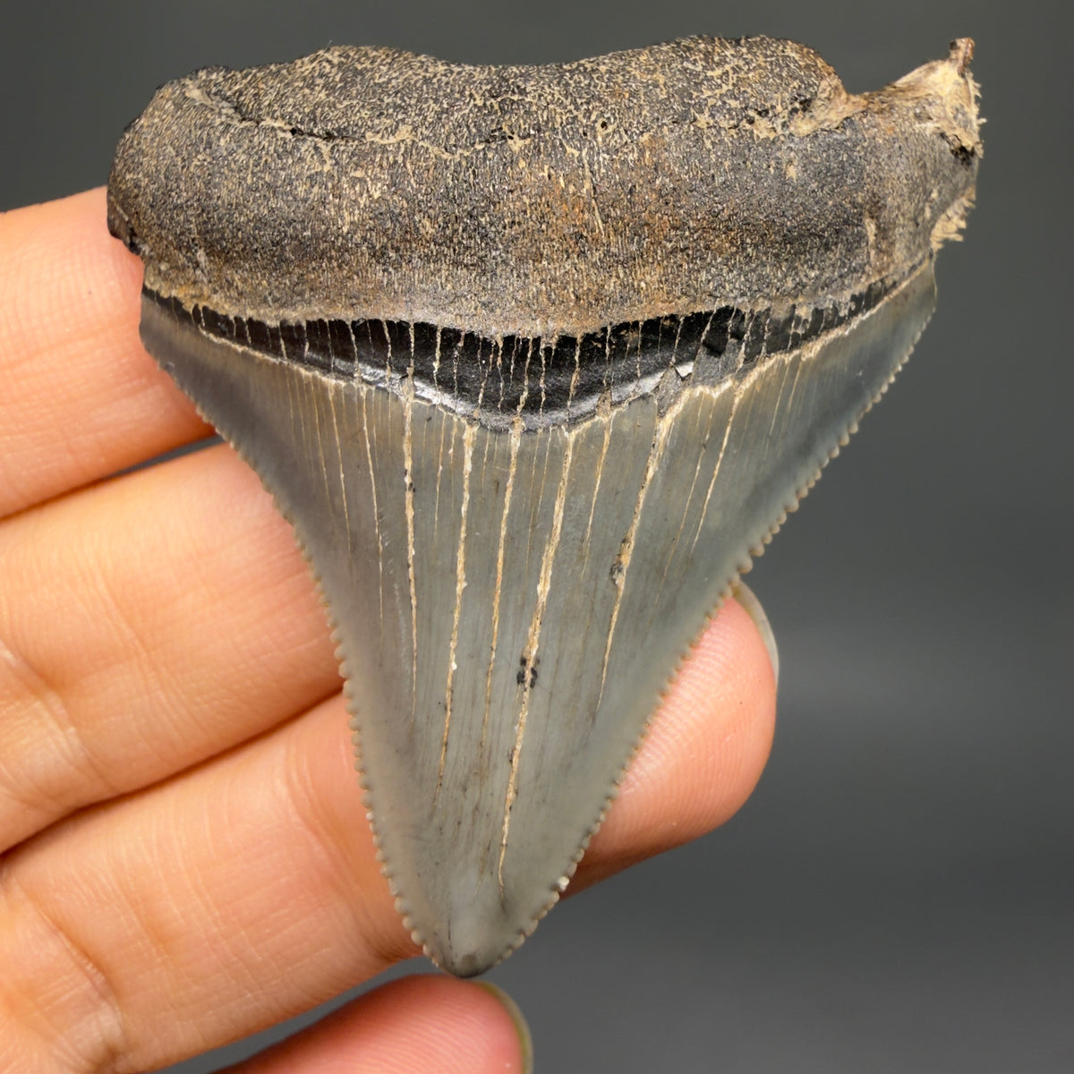 Front View Colorful, Sharply serrated 2.12" Fossil Megalodon Tooth – South Carolina River Find | Authentic megalodonteeth.com CM6731