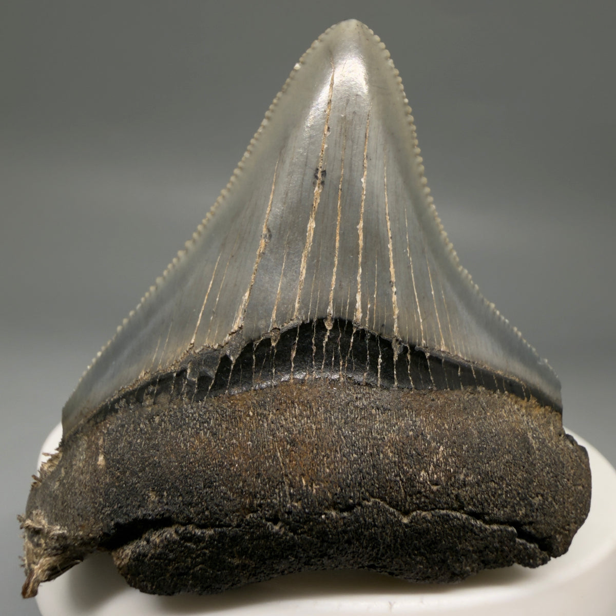 Front View Colorful, Sharply serrated 2.12" Fossil Megalodon Tooth – South Carolina River Find | Authentic megalodonteeth.com CM6731 - 1