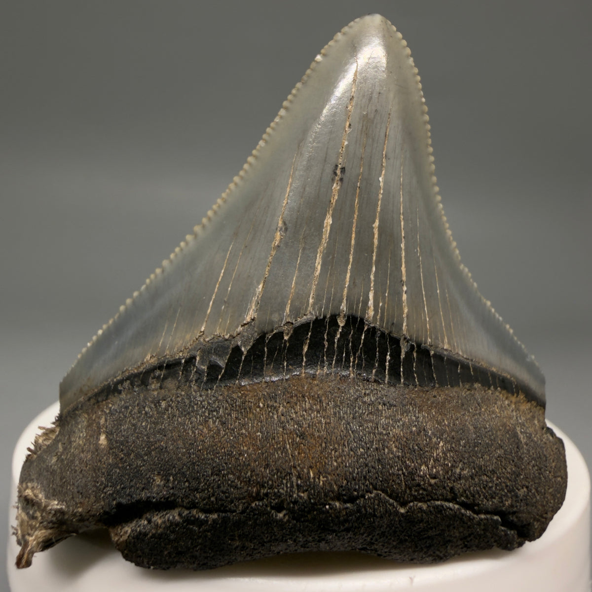 Front View Colorful, Sharply serrated 2.12" Fossil Megalodon Tooth – South Carolina River Find | Authentic megalodonteeth.com CM6731 - 3
