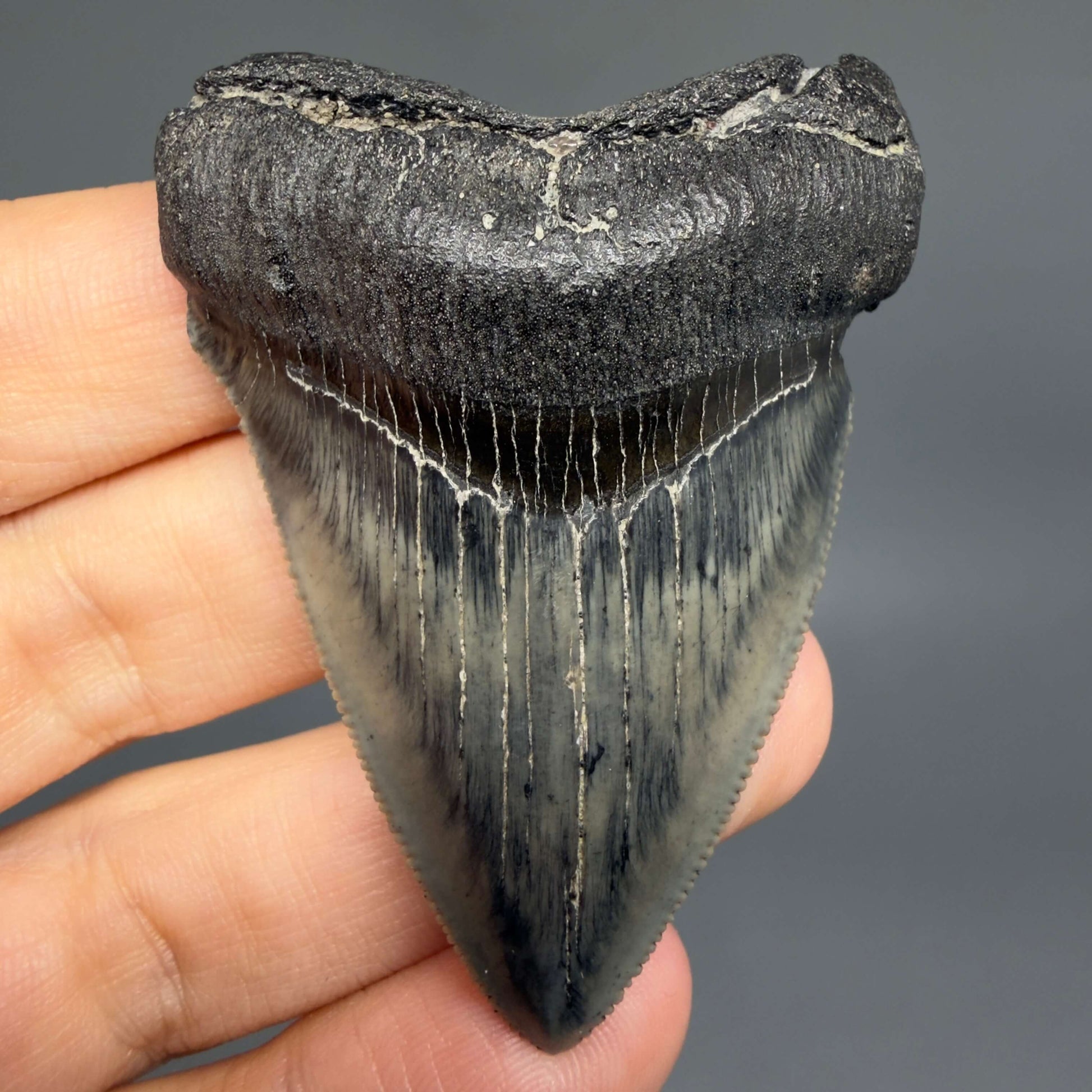 Front View Colorful, Sharply serrated 2.38" Fossil Megalodon Tooth – South Carolina River Find | Authentic CM6442