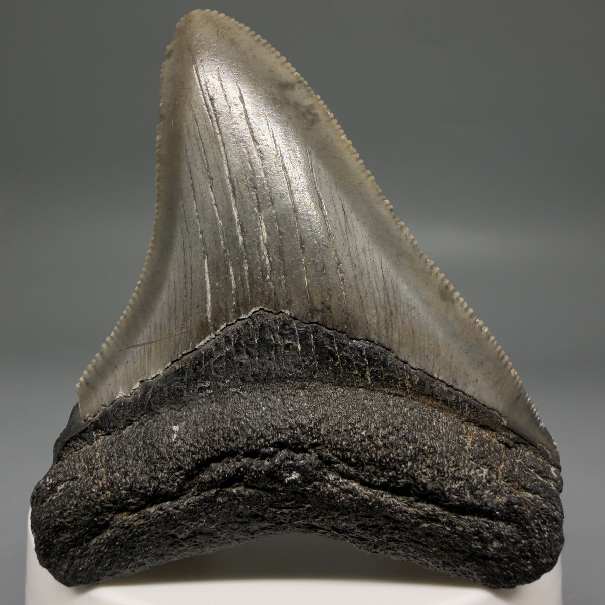 Front View Colorful, Sharply serrated 2.57" Fossil Megalodon Tooth – South Carolina River Find | Authentic megalodonteeth.com CM6739