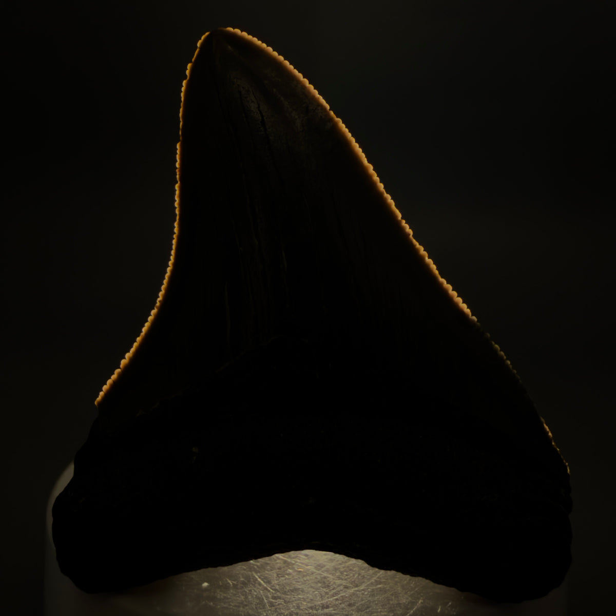 Front View Colorful, Sharply serrated 2.57" Fossil Megalodon Tooth – South Carolina River Find | Authentic megalodonteeth.com CM6739 - 1