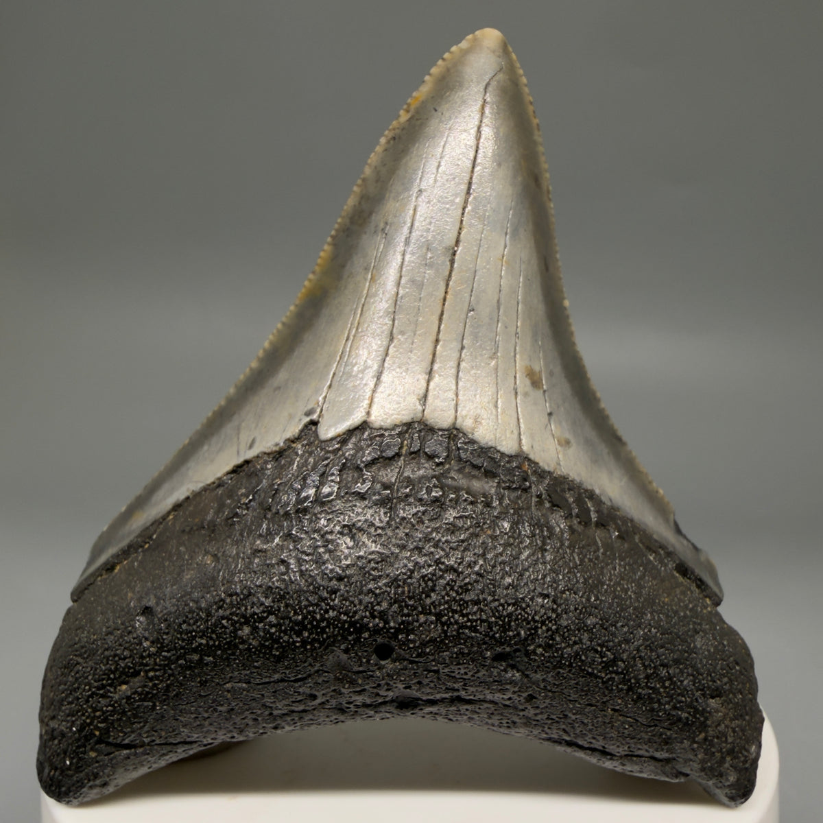 Front View Colorful, Sharply serrated 2.79" Fossil Megalodon Tooth – South Carolina River Find | Authentic megalodonteeth.com CM6741