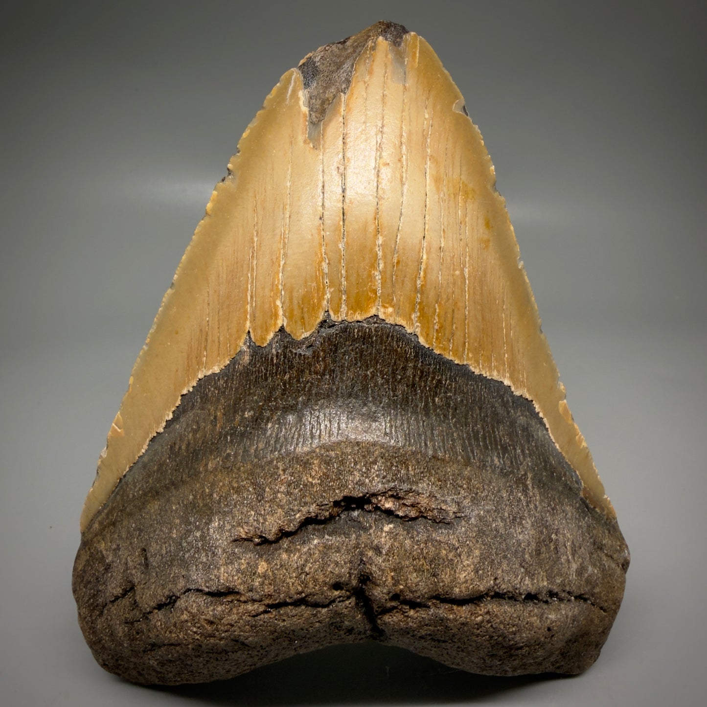 Front View Colorful, affordable 5.55" Authentic Megalodon Tooth – North Carolina Fossil | Carcharocles megalodon CM6167 