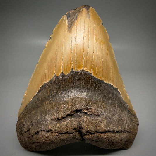 Front View Colorful, affordable 5.55" Authentic Megalodon Tooth – North Carolina Fossil | Carcharocles megalodon CM6167 