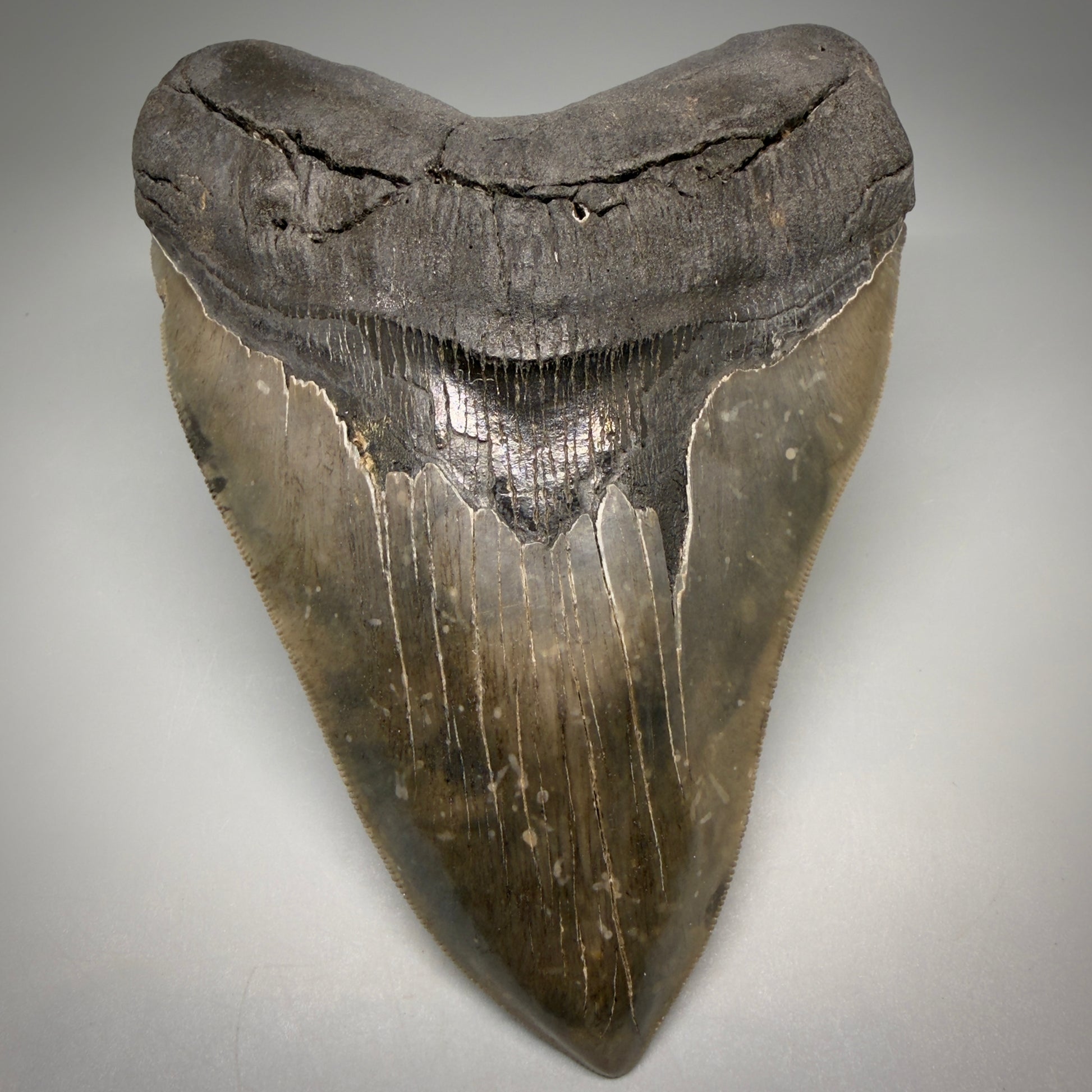 Front View Colorful, collector's quality 5.75" Fossil Monster Megalodon Tooth - South Carolina, USA megalodonteeth.com CM6607