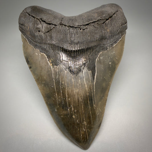 Front View Colorful, collector's quality 5.75" Fossil Monster Megalodon Tooth - South Carolina, USA megalodonteeth.com CM6607