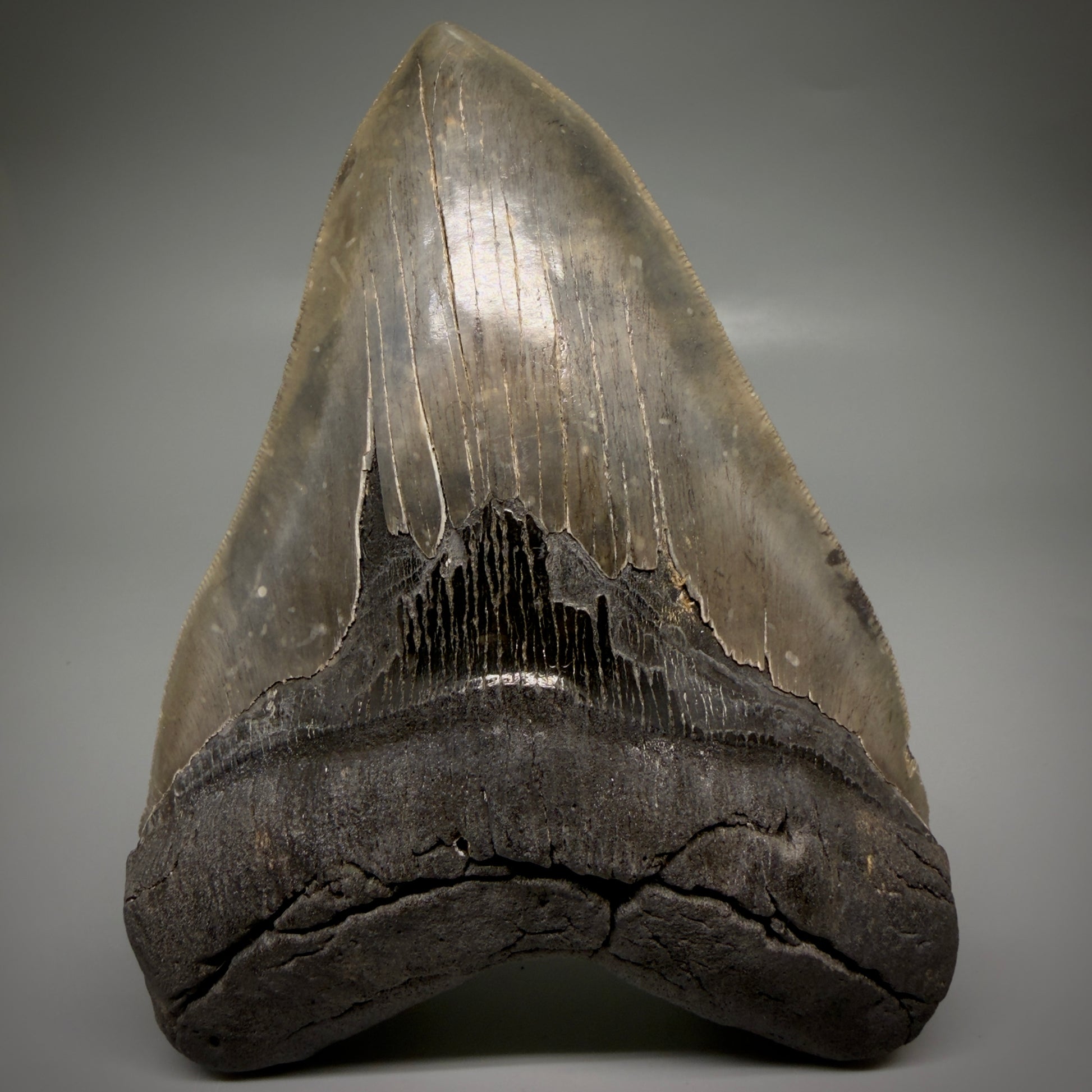 Front View Colorful, collector's quality 5.75" Fossil Monster Megalodon Tooth - South Carolina, USA megalodonteeth.com CM6607 - 1