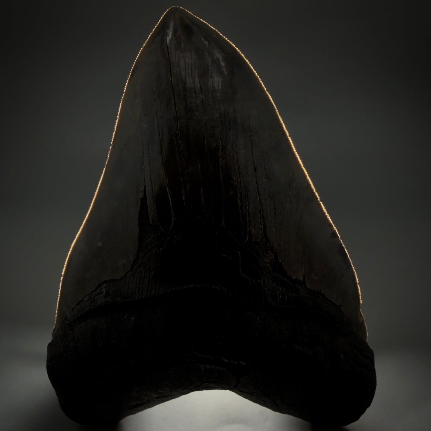Front View Colorful, collector's quality 5.75" Fossil Monster Megalodon Tooth - South Carolina, USA megalodonteeth.com CM6607 - 2