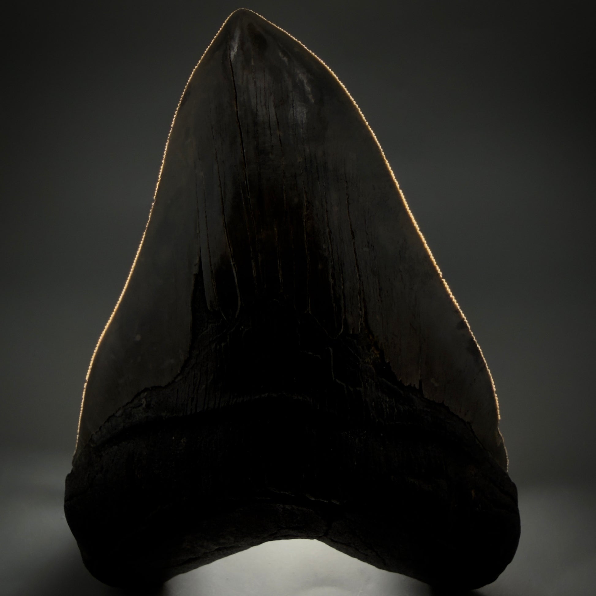 Front View Colorful, collector's quality 5.75" Fossil Monster Megalodon Tooth - South Carolina, USA megalodonteeth.com CM6607 - 2