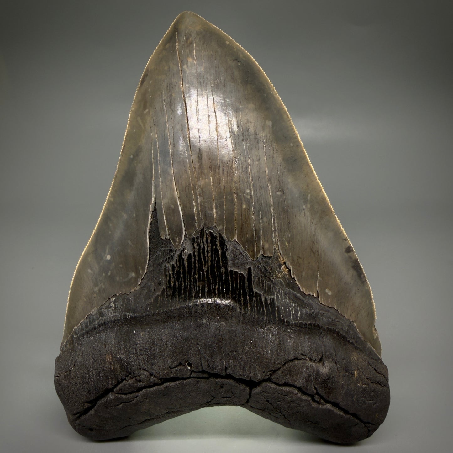 Front View Colorful, collector's quality 5.75" Fossil Monster Megalodon Tooth - South Carolina, USA megalodonteeth.com CM6607 - 3