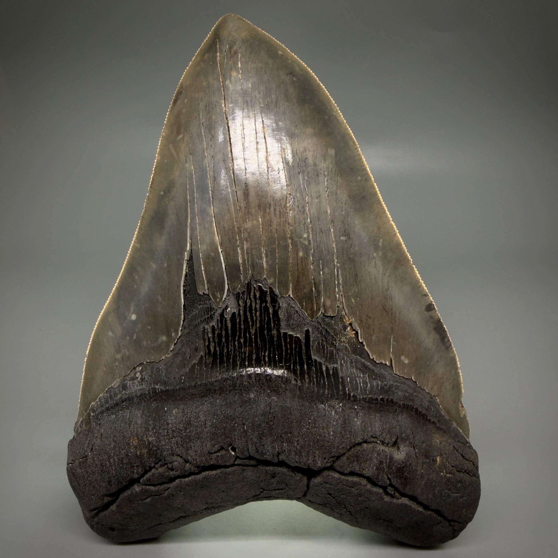 Front View Colorful, collector's quality 5.75" Fossil Monster Megalodon Tooth - South Carolina, USA megalodonteeth.com CM6607 - 3