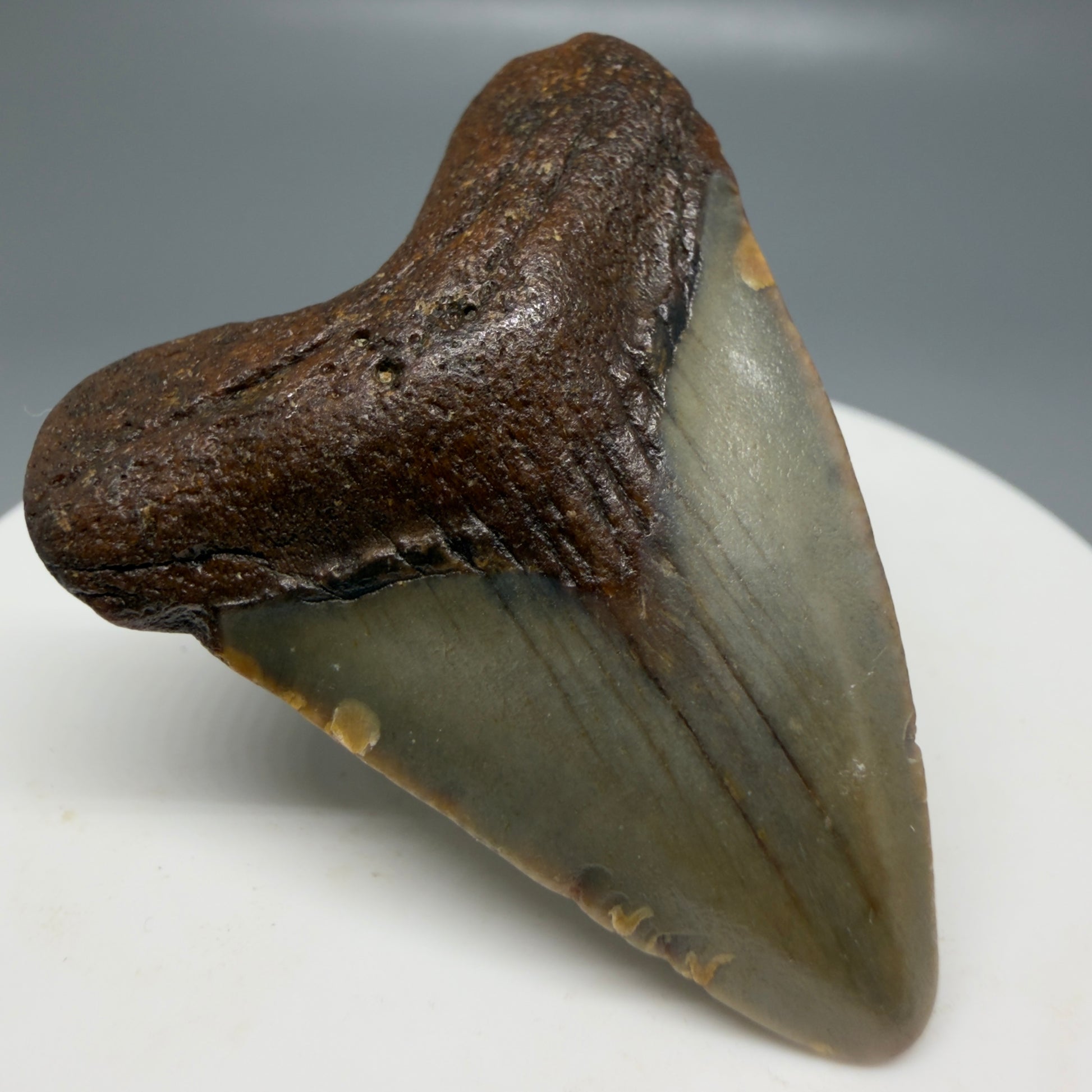 Front Left View Colorful, heart-shaped 1.77" Fossil Megalodon Tooth - Authentic Carcharocles megalodon Fossil from North Carolina CM6176