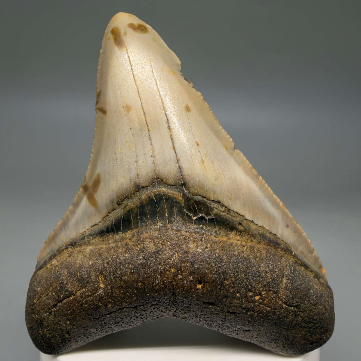 Front View Colorful, heart-shaped 3.00" Fossil Megalodon Tooth from North Carolina - megalodonteeth.com CM6793